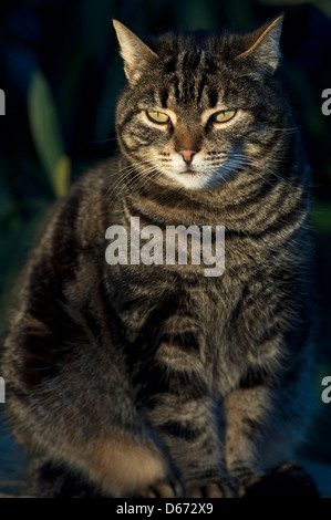 Porträt einer Tabby Katze sitzen im Garten im Abendlicht Stockfoto