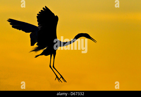 Silberreiher kommen, um bei Sonnenuntergang am Brutplatz zu landen. Stockfoto