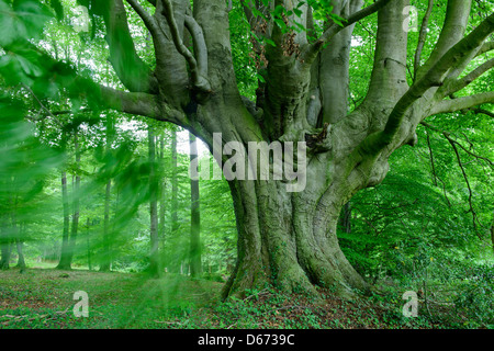 Buchenwald, Fagus Sylvatica, Niedersachsen, Deutschland Stockfoto