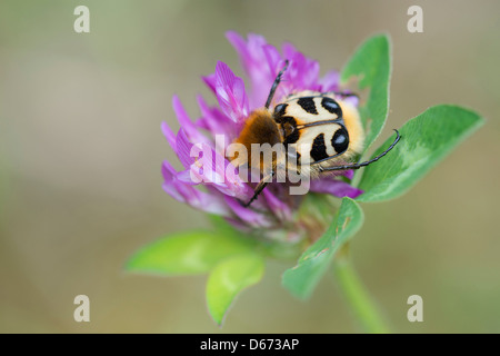 Biene-Käfer auf Klee Blüte, Trichius fasciatus Stockfoto