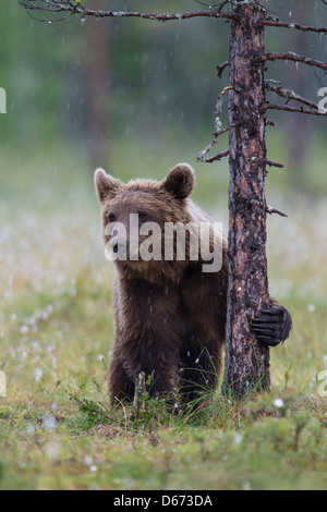 Brauner Bär, Ursus Arctos, Finnland Stockfoto