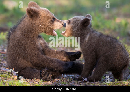 Jungtiere von Braunbären, Ursus Arctos, Finnland Stockfoto