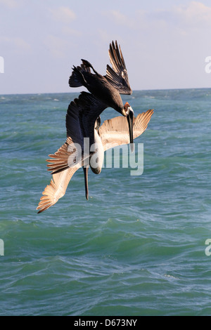 Zwei Pelikane - brauner Pelikan (Pelecanus Occidentalis) - Tauchen für Fische in Florida, USA Stockfoto