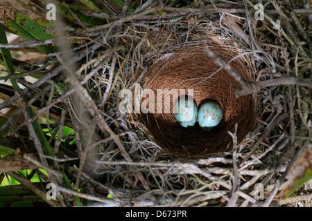 Das nördliche Spottdrossel (Mimus Polyglottos) Nest mit zwei Eiern drin. Stockfoto