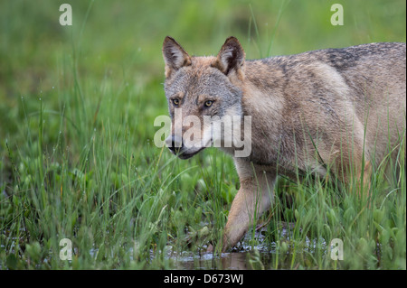 grauer Wolf, Canis Lupus, Finnland Stockfoto