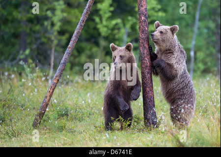 braune Bären, Ursus Arctos, Finnland Stockfoto