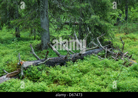 gebrochenen Baum im finnischen Wald, Finnland Stockfoto