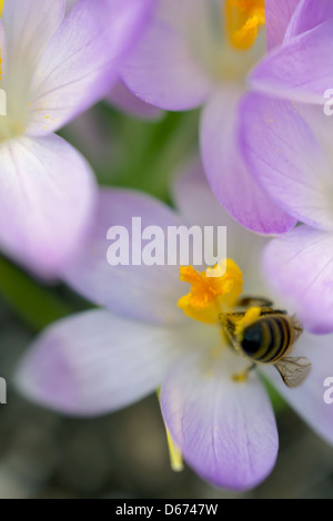 Krokusse hervorgehen aus Schnee als ein Vorbote des Frühlings. Stockfoto