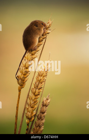 Ein Zwergmaus sitzt an der Spitze einer Weizen-Anlage Stockfoto