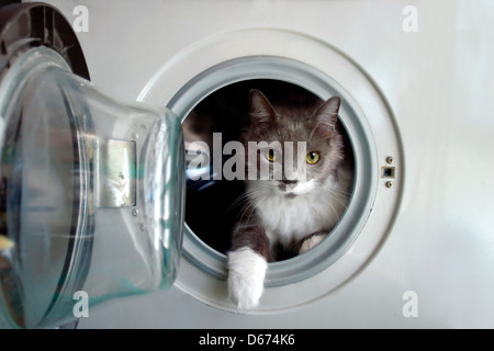 Katze in der Waschmaschine wartet auf seine Bad Stockfoto
