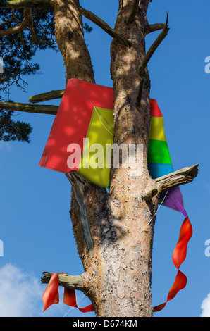 Bunte Drachen in einem hohen Baum stecken Stockfoto