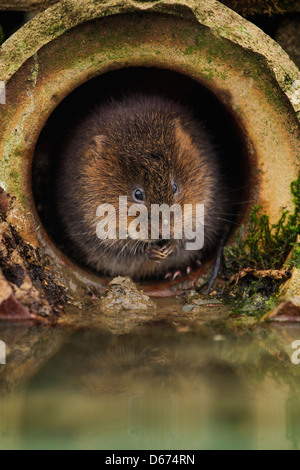 Eine Schermaus Reinigung selbst in ein Loch Stockfoto