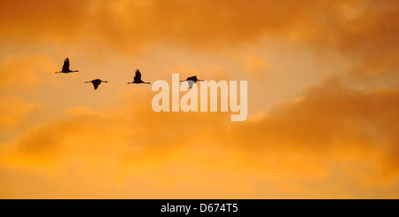 Kraniche am Himmel, Grus Grus, Deutschland Stockfoto