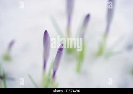 Krokusse entstehen aus Schnee ein frühen Zeichen des Frühlings. Stockfoto