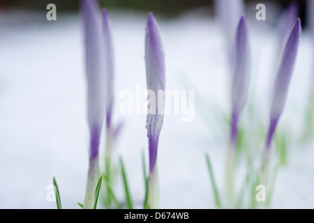 Krokusse entstehen aus Schnee, ein frühen Zeichen des Frühlings. Stockfoto