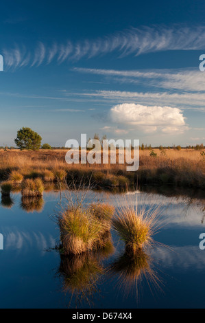 Rehdener Geestmoor, Landkreis Diepholz, Niedersachsen, Deutschland Stockfoto