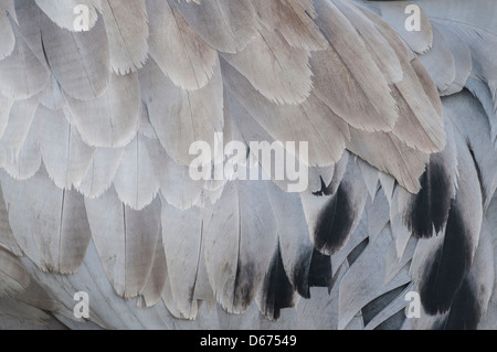 Kran-Gefieder, Grus Grus, Deutschland Stockfoto