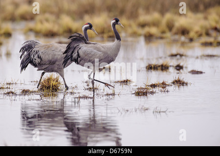 Krane in Wasser, Grus Grus, Deutschland Stockfoto