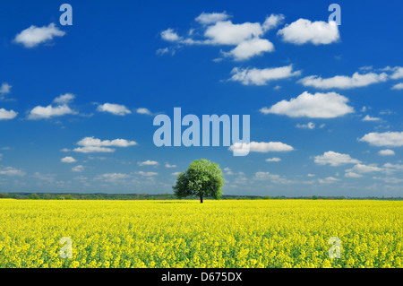 Frühlingslandschaft, einsame Baum und Raps Stockfoto