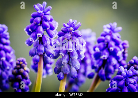 Eine Reihe von wachsenden Traubenhyazinthen im Frühjahr Stockfoto