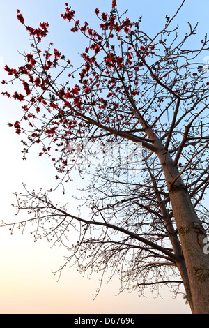 Baumwolle Blumen Baum Blüte im Frühjahr bei Sonnenuntergang Stockfoto