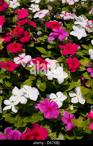 Stiefmütterchen Blumen Stockfoto