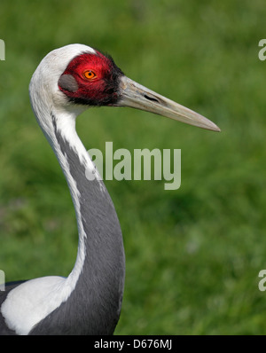 Weiße Himalaja-Kranich (Grus Vipio) Zoo Prag Stockfoto