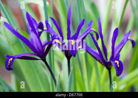 Blumen Iris reticulata 'Harmony'. Stockfoto