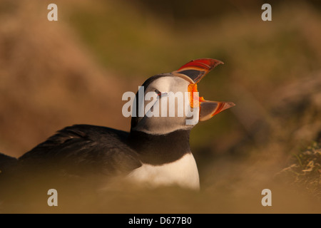 Fraticula Arctica - öffnen Puffin mit Schnabel Stockfoto