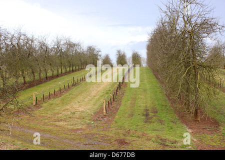 Zwei Reihen von neugepflanzten Apfelbäume in den Obstgärten von Thatchers Apfelwein macht von Sandford, Somerset, England, April 2013 Stockfoto