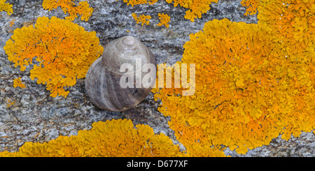 Meeresschnecken (Buccinidae) auf einem Felsen, Norwegen Stockfoto