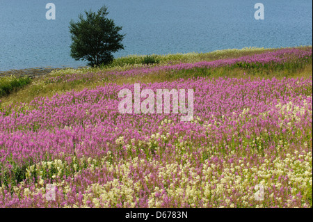 Weidenröschen, Epilobium, Lauvsnes, Flatanger Kommune, Nord-Tröndelag Fylke, Norwegen Stockfoto