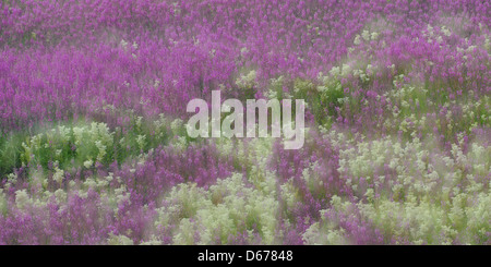 Weidenröschen, Epilobium, Lauvsnes, Flatanger Kommune, Nord-Tröndelag Fylke, Norwegen Stockfoto