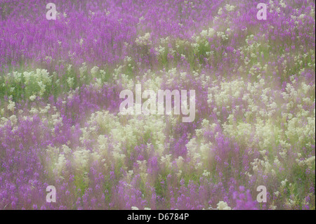 Weidenröschen, Epilobium, Lauvsnes, Flatanger Kommune, Nord-Tröndelag Fylke, Norwegen Stockfoto