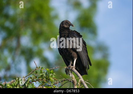 Eine schwarze Geier, gelegen an den Ufern des Flusses Haines Creek Lake County Leesburg, Florida USA Stockfoto