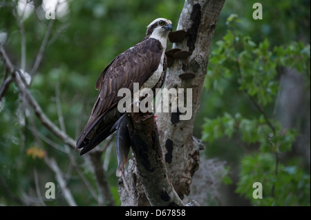 Fischadler, gelegen an den Ufern des Flusses Haines Creek Lake County Leesburg, Florida USA Stockfoto