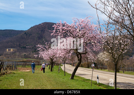 Mandelblüte in der Südpfalz, Rheinland-Pfalz, Deutschland Stockfoto