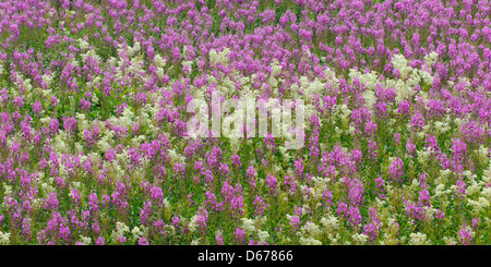 Weidenröschen, Epilobium, Lauvsnes, Flatanger Kommune, Nord-Tröndelag Fylke, Norwegen Stockfoto