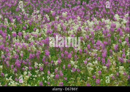 Weidenröschen, Epilobium, Lauvsnes, Flatanger Kommune, Nord-Tröndelag Fylke, Norwegen Stockfoto