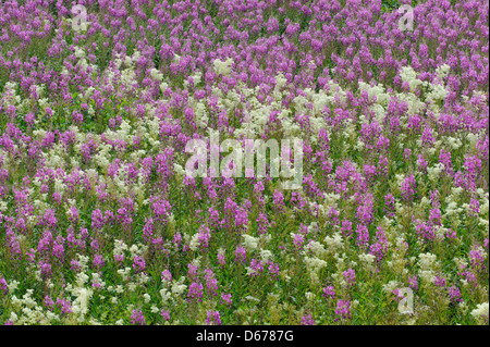 Weidenröschen, Epilobium, Lauvsnes, Flatanger Kommune, Nord-Tröndelag Fylke, Norwegen Stockfoto