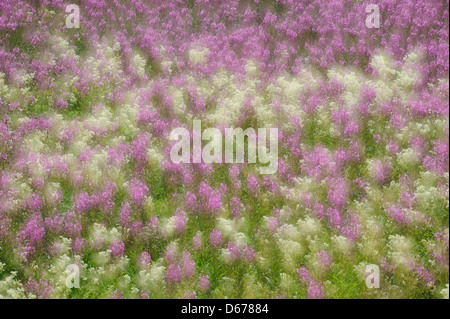 Weidenröschen, Epilobium, Lauvsnes, Flatanger Kommune, Nord-Tröndelag Fylke, Norwegen Stockfoto