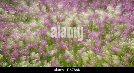 Weidenröschen, Epilobium, Lauvsnes, Flatanger Kommune, Nord-Tröndelag Fylke, Norwegen Stockfoto