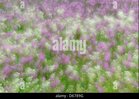 Weidenröschen, Epilobium, Lauvsnes, Flatanger Kommune, Nord-Tröndelag Fylke, Norwegen Stockfoto