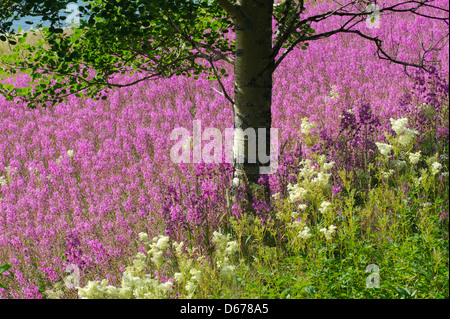 Weidenröschen, Epilobium, Lauvsnes, Flatanger Kommune, Nord-Tröndelag Fylke, Norwegen Stockfoto