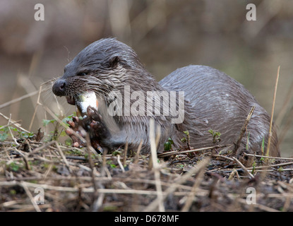 Lutra Lutra - UK Wild Otter ein Fisch an Land zu essen Stockfoto