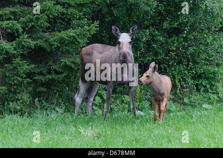 eurasischen Elch Kuh mit einem Kalb, Alces Alces, Norwegen Stockfoto