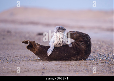 grau-Dichtung, Halichoerus Grypus, Helgoland, Nordsee Stockfoto