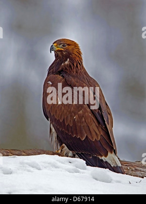 Juvenile Steinadler thront im Schnee