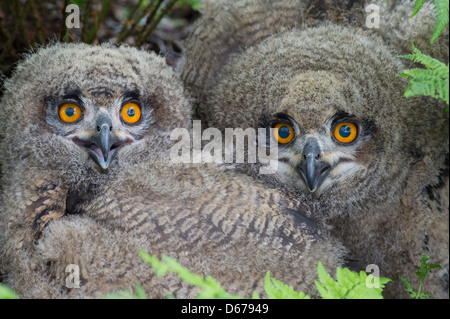 Jugendliche, eurasische Adler-Eule, Bubo bubo Stockfoto