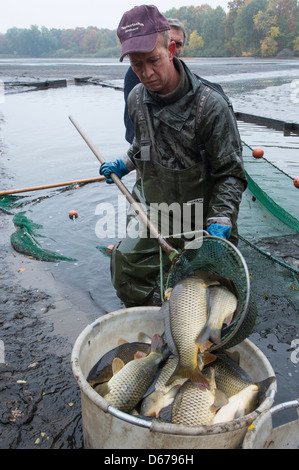 Fischer, Oppau Fischteiche, Niedersachsen, Deutschland Stockfoto